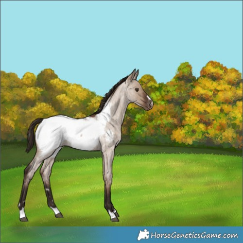 Horse Color:Unknown 