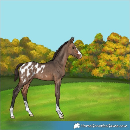 Horse Color:Bay Dun Appaloosa Brindle 