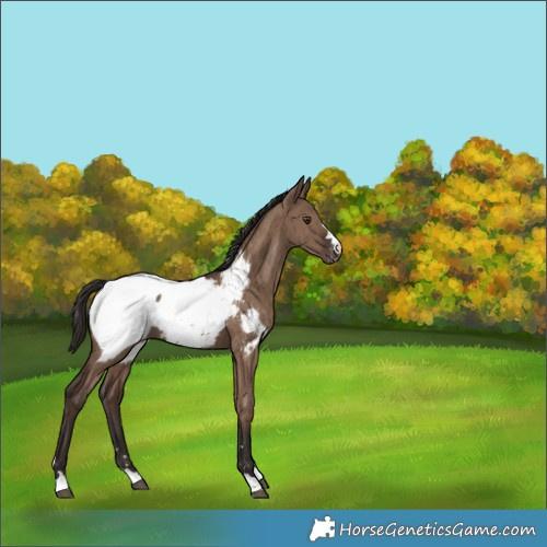 Horse Color:Liver Red Dun Appaloosa Brindle 