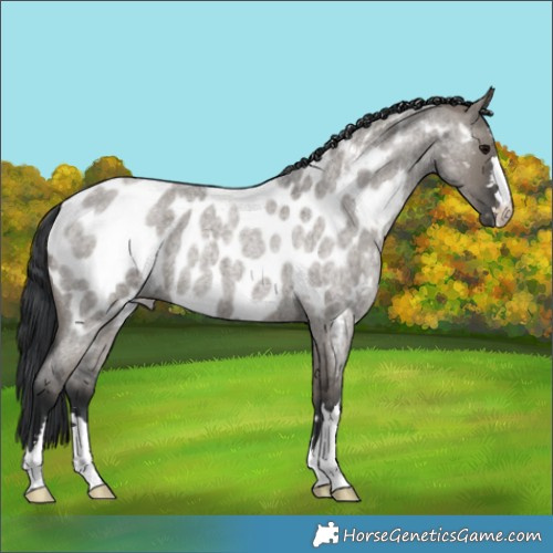 Horse Color:Grullo Roan Appaloosa Brindle 