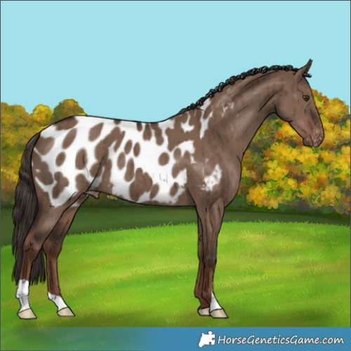 Horse Color:Liver Red Dun Appaloosa Brindle 