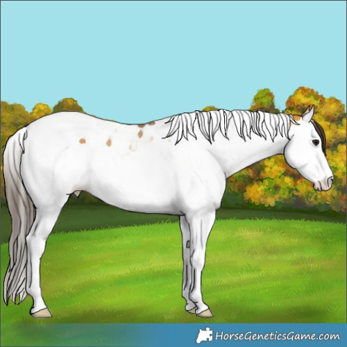 Horse Color:Buckskin Splash Tobiano 
