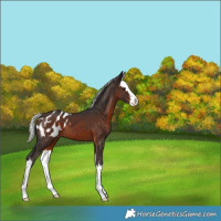 Horse Color:White Spotted Silver Brown Splash Appaloosa 