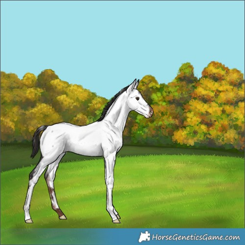 Horse Color:Unknown 