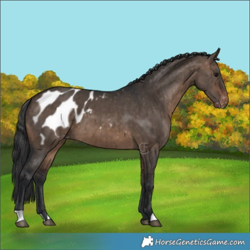 Horse Color:Brown Dun Appaloosa Brindle
