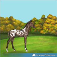Horse Color:Liver Red Dun Appaloosa Brindle 