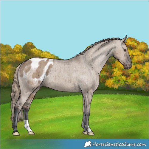 Horse Color:Liver Red Dun Appaloosa Brindle 