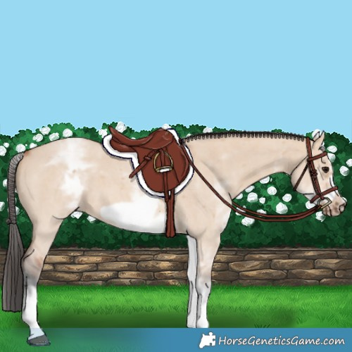 Horse Color:White Spotted Bay Dun Sabino Frame 