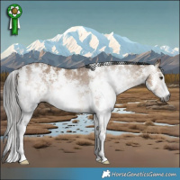 Horse Color:Gray Liver Red Dun Sabino