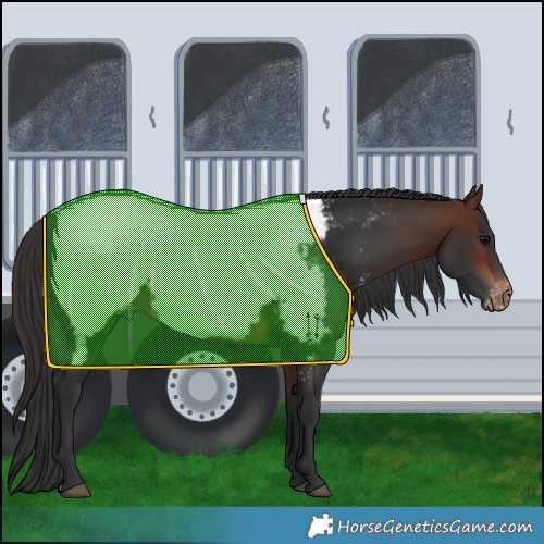 Horse Color:Brown Appaloosa 