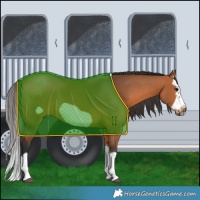 Horse Color:Bay Splash Frame