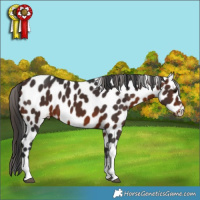 Horse Color:Brown Appaloosa