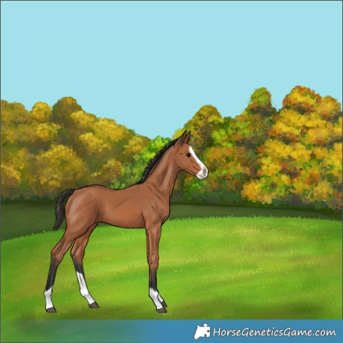 Horse Color:Bay Splash Frame 