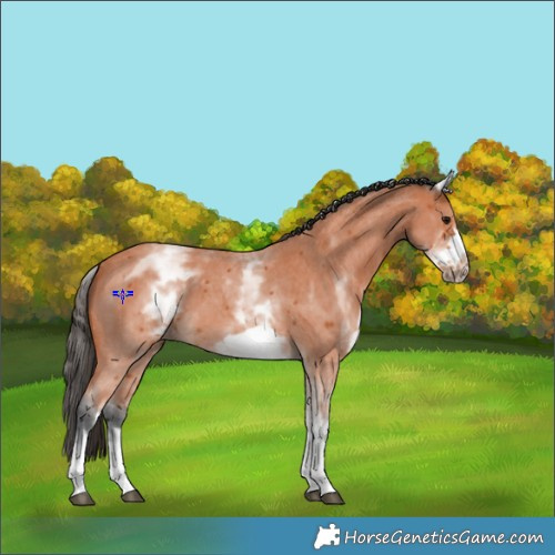 Horse Color:White Spotted Bay Sabino Frame 
