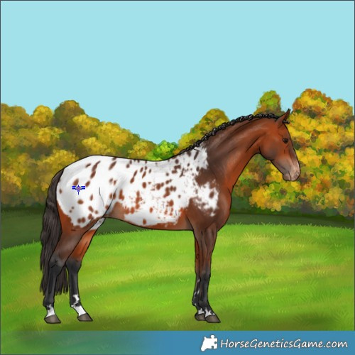 Horse Color:Bay Appaloosa 