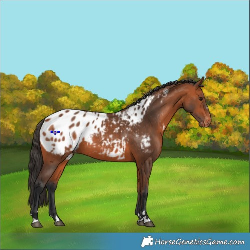 Horse Color:Bay Blanket 