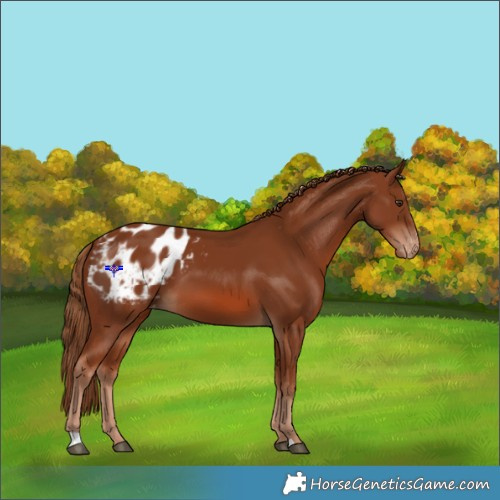 Horse Color:Chestnut Appaloosa 
