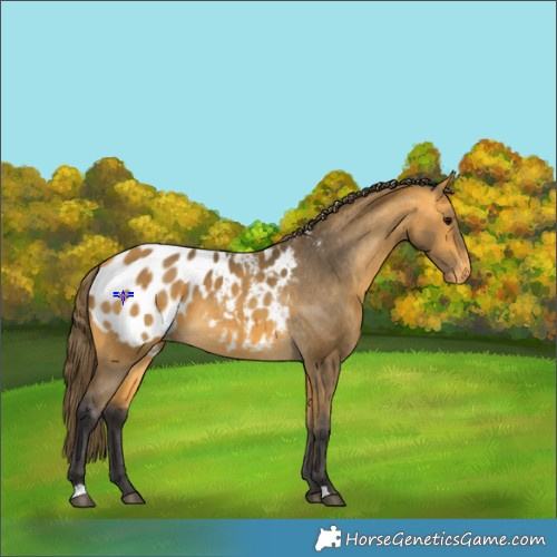 Horse Color:Buckskin Appaloosa 