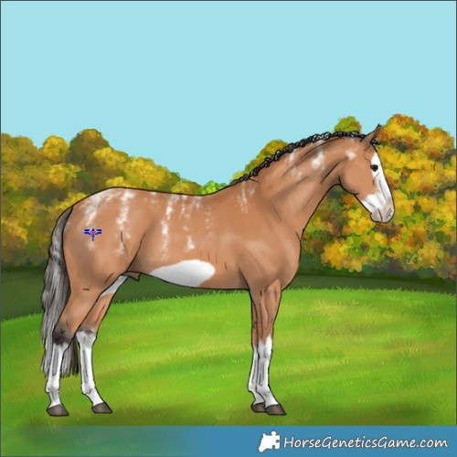 Horse Color:Powder White Bay Splash Frame 