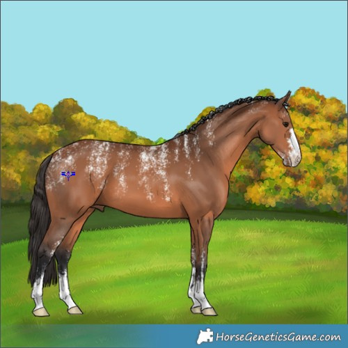 Horse Color:Powder White Bay 