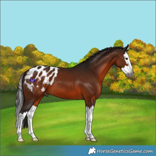 Horse Color:Gray Bay Splash Appaloosa 