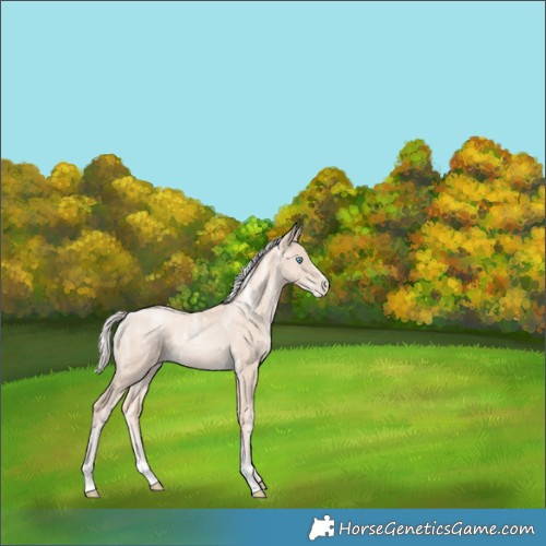 Horse Color:Powder White Gold Cream Champagne Pearl Rabicano 
