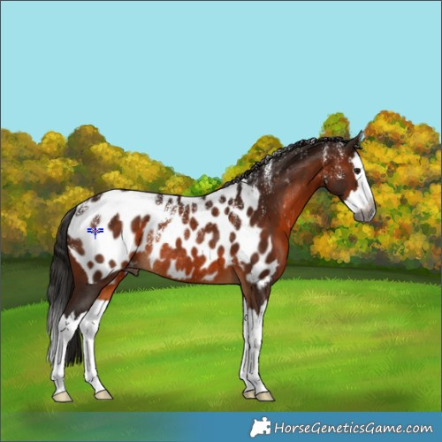 Horse Color:Powder White Gray Bay Splash Appaloosa Rabicano 
