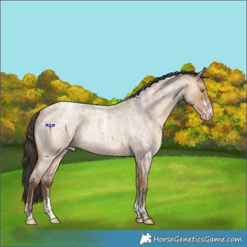 Horse Color:Powder White Amber Champagne Roan 