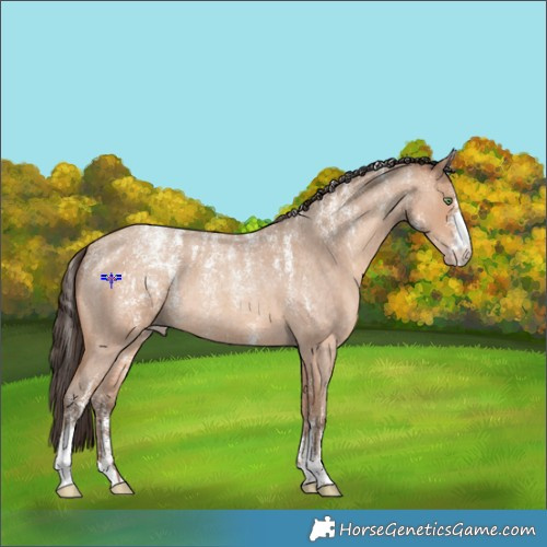 Horse Color:Powder White Amber Champagne Roan 