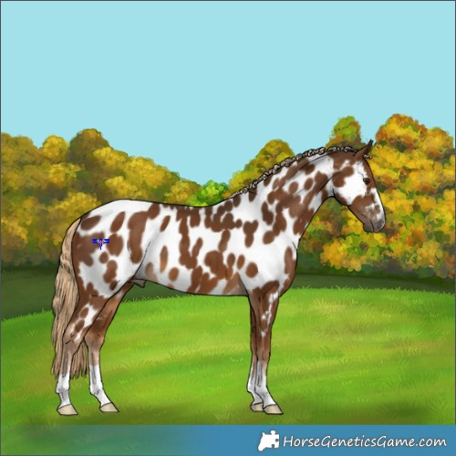 Horse Color:Gray Chocolate Palomino Appaloosa 