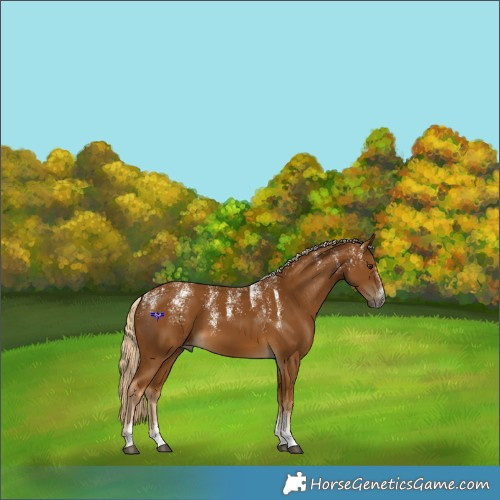 Horse Color:Powder White Gray Palomino Appaloosa 