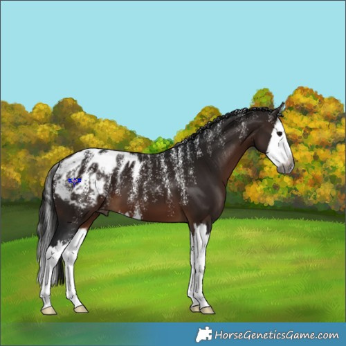 Horse Color:Powder White Gray Bay Splash Appaloosa 