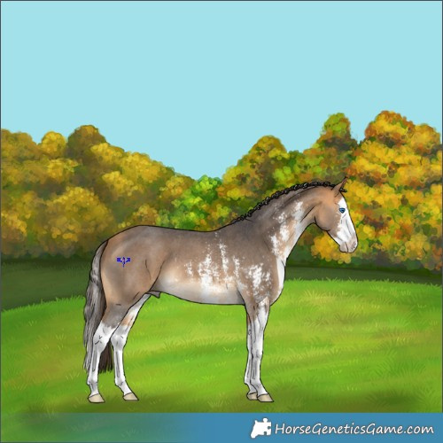 Horse Color:Buckskin Sabino Splash 