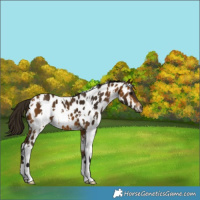 Horse Color:Gray White Spotted Buckskin Appaloosa