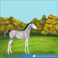 Horse Color:Gray Brown Roan Splash 
