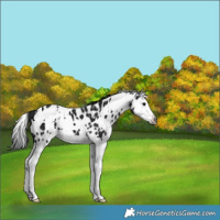Horse Color:Gray White Spotted Smoky Black Splash Appaloosa 