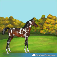 Horse Color:Gray White Spotted Brown