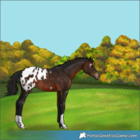 Horse Color:Gray Brown Appaloosa 