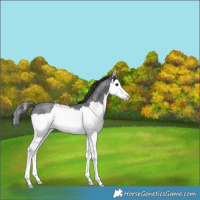 Horse Color:Blue Roan Splash 
