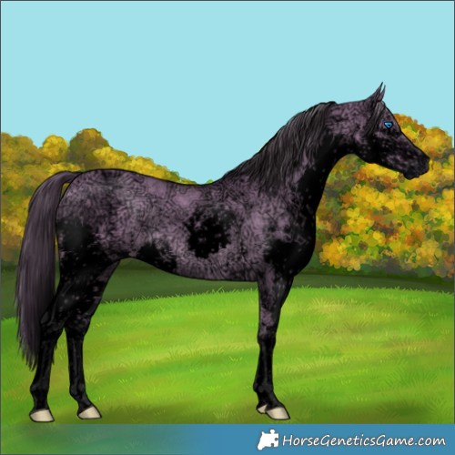 Horse Color:Void White Spotted Buckskin Ice Dun Mushroom Splash Rabicano 