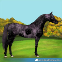 Horse Color:Void White Spotted Buckskin Ice Dun Mushroom Splash Rabicano