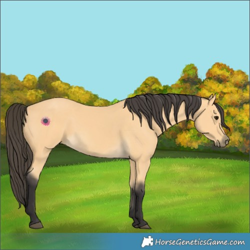 Horse Color:Buckskin