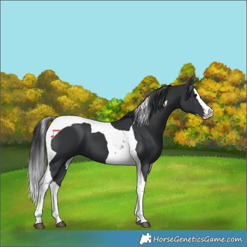 Horse Color:Black Splash Tobiano 