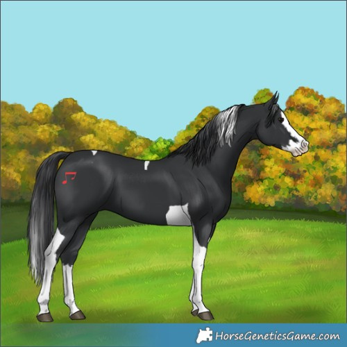 Horse Color:Black Splash Tobiano 
