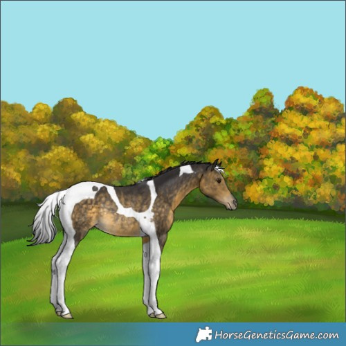 Horse Color:Buckskin Tobiano Rabicano 