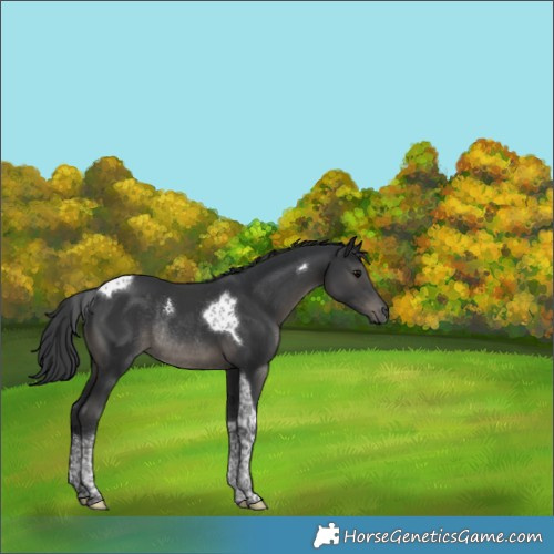 Horse Color:Black Tobiano Rabicano 