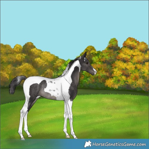 Horse Color:Smoky Black Tobiano Rabicano