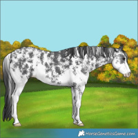 Horse Color:Black Sabino