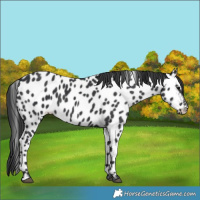 Horse Color:Black Appaloosa