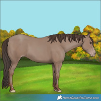 Horse Color:Classic Champagne 